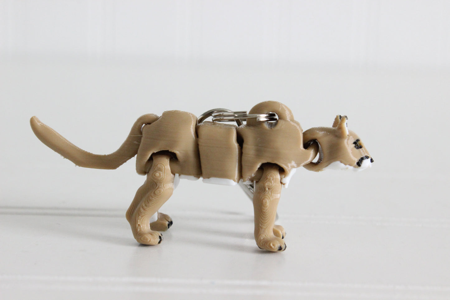 Mountain Lion/ Cougar
