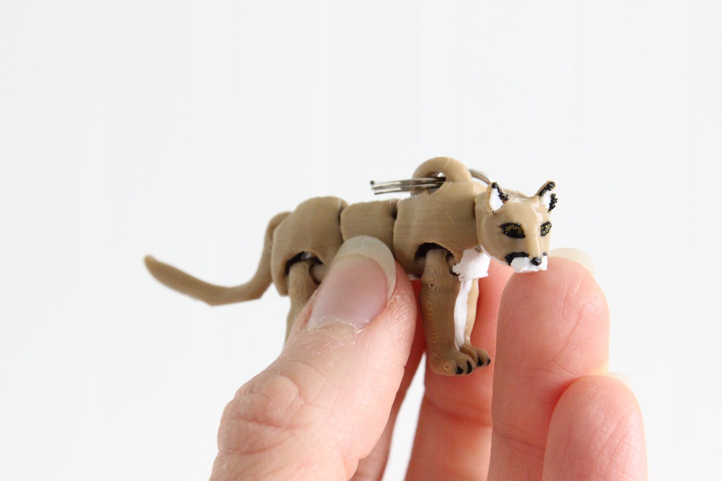 Mountain Lion/ Cougar